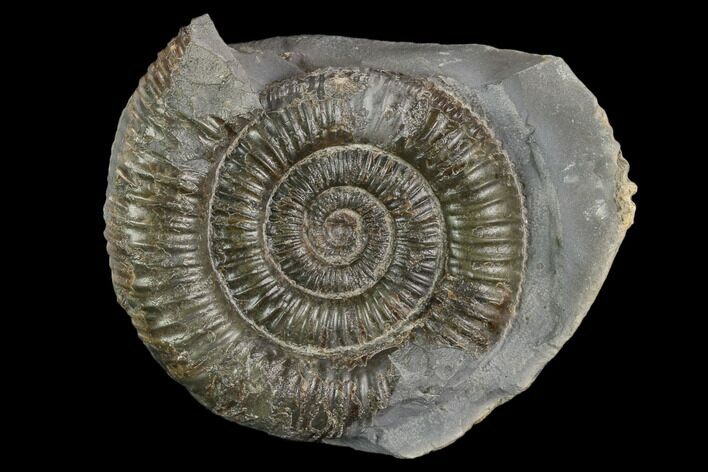 Ammonite (Dactylioceras) Fossil - England #127480